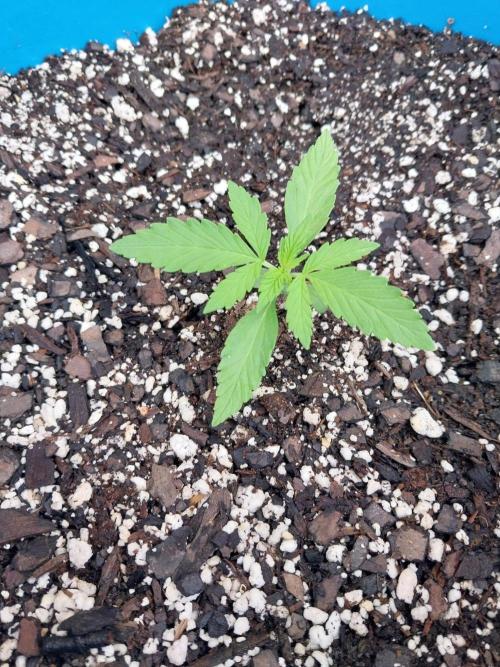 Mango sherbet auto. Week 2
