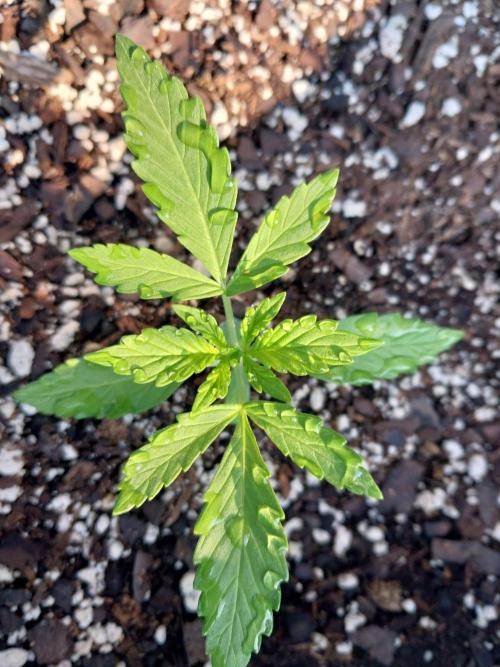 Mango sherbet auto. Week 2