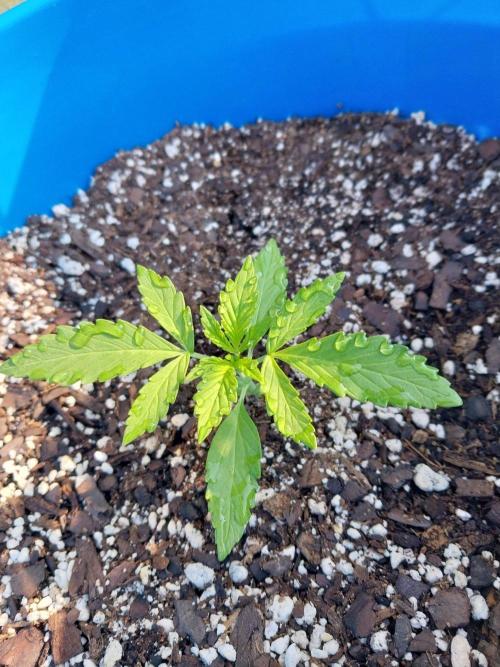 Mango sherbet auto. Week 2