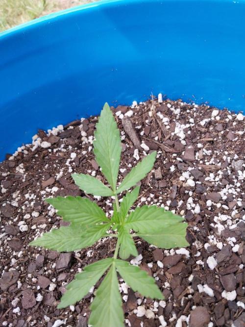 Mango sherbet auto. Week 3