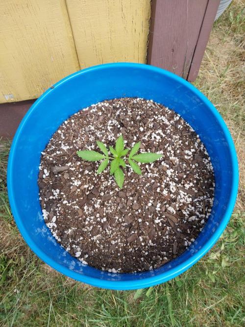 Mango sherbet auto. Week 3