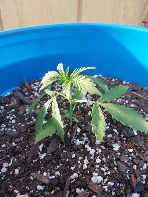 Mango sherbet auto. Week 3