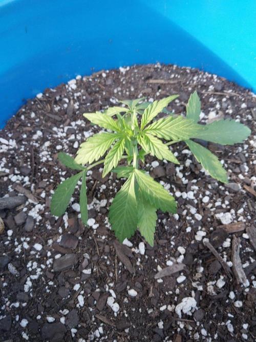 Mango sherbet auto. Week 3