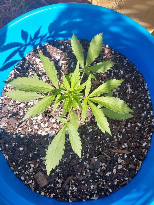 Mango sherbet auto. Week 4
