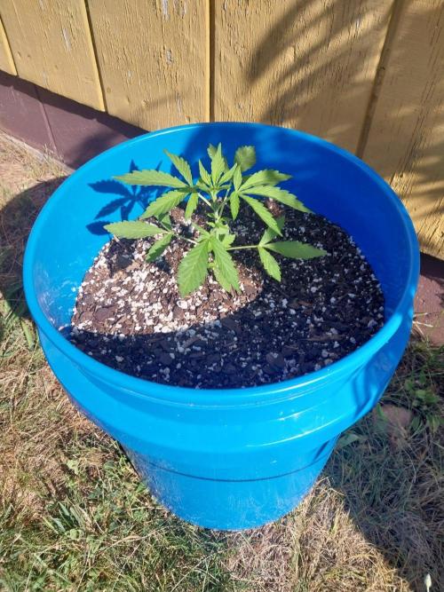 Mango Sherbet . Week 4