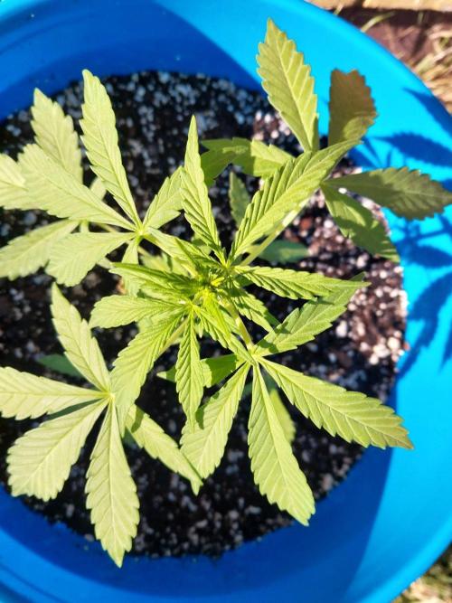 Mango sherbet auto. Week 4