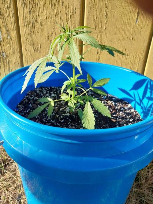 Mango Sherbet . Week 4