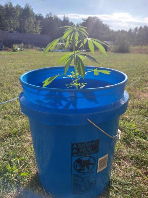 Mango sherbet auto. Week 5
