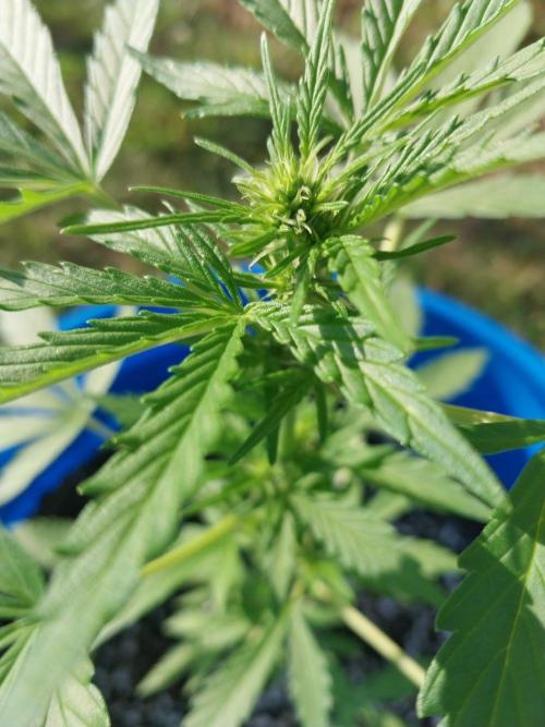 Mango sherbet auto. Week 5