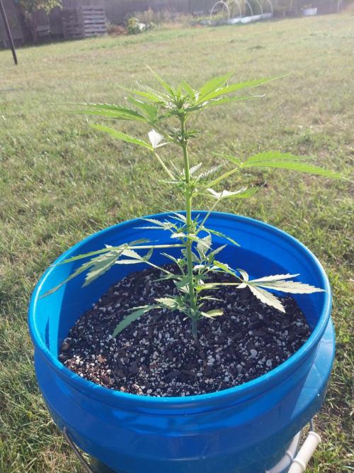 Mango sherbet auto. Week 5