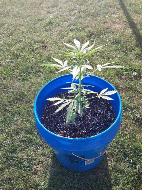 Mango sherbet auto. Week 5