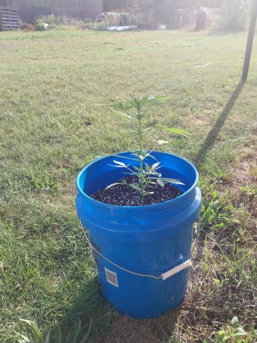 Mango sherbet auto. Week 5