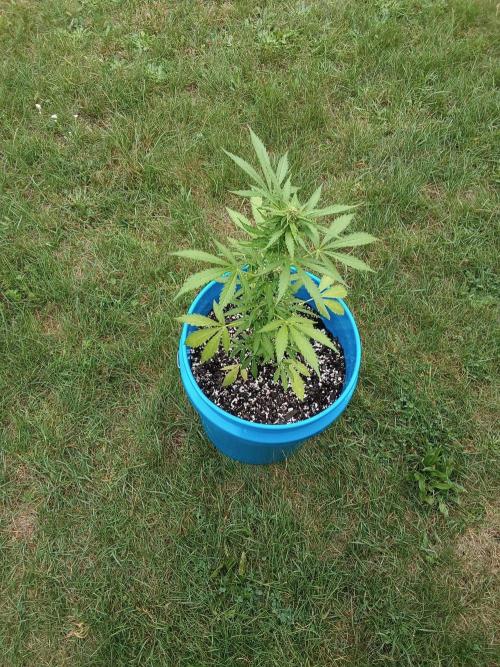 Mango sherbet auto. Week 7