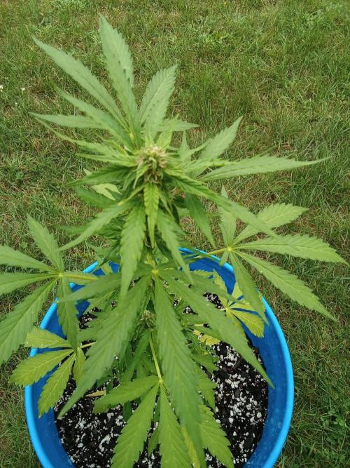 Mango sherbet auto. Week 7
