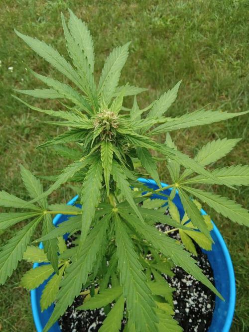 Mango sherbet auto. Week 7