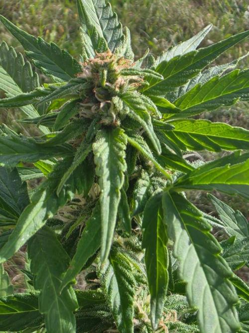 Mango sherbet auto. Week 7