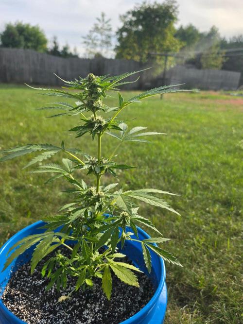 Mango sherbet auto. Week 7