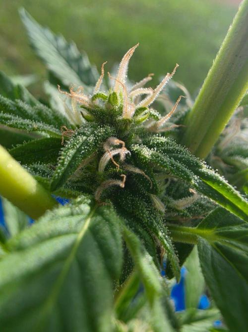 Mango sherbet auto. Week 7