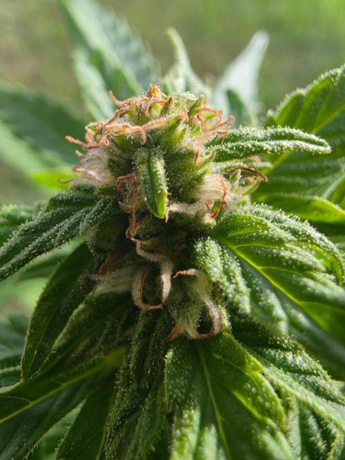 Mango sherbet auto. Week 7