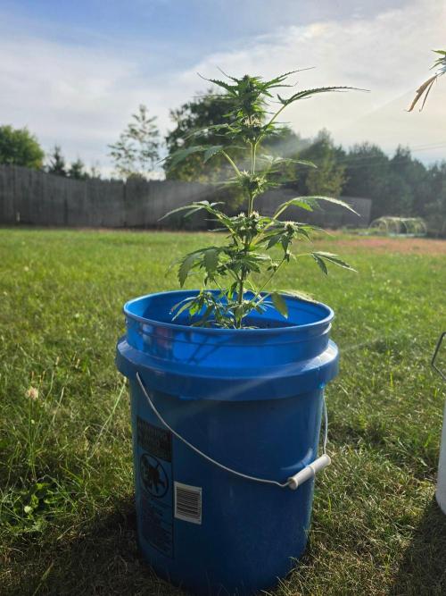 Mango sherbet auto. Week 7