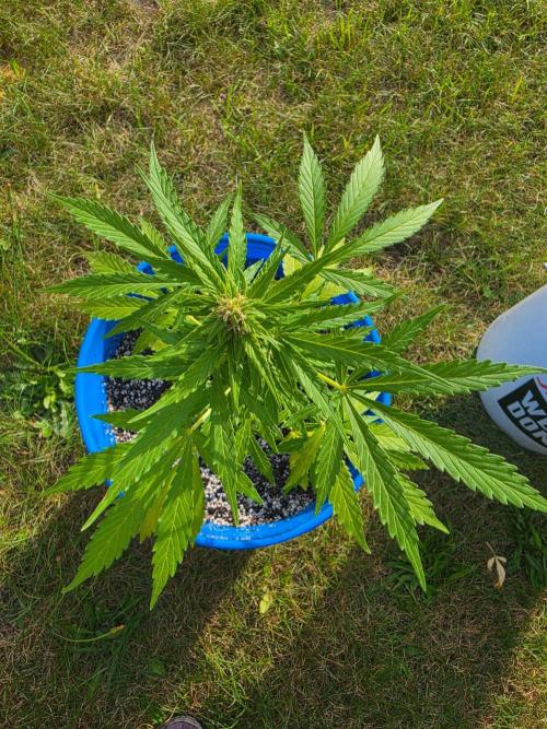 Mango sherbet auto. Week 7