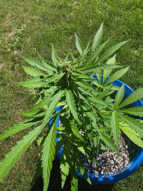 Mango sherbet auto. Week 7