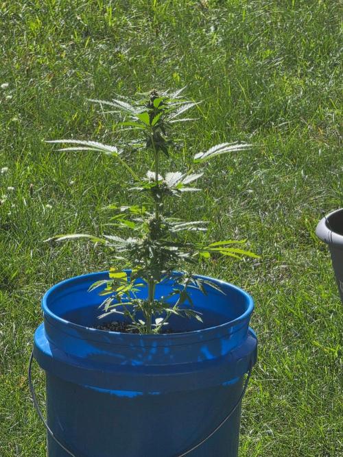 Mango sherbet auto. Week 7