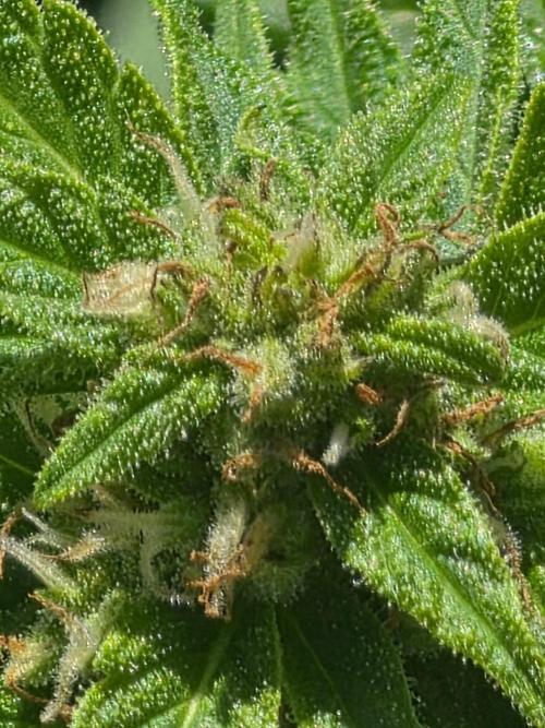 Mango sherbet auto. Week 7