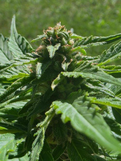 Mango sherbet auto. Week 7