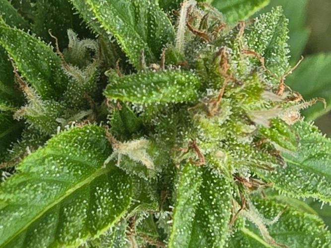 Mango sherbet auto. Week 8