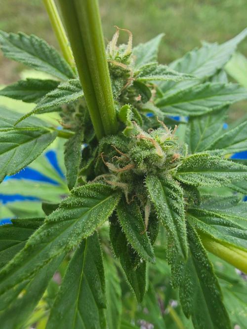 Mango sherbet auto. Week 8