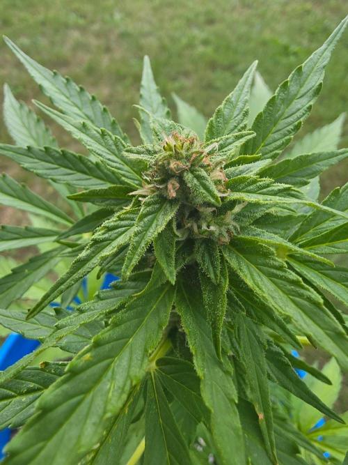 Mango sherbet auto. Week 8