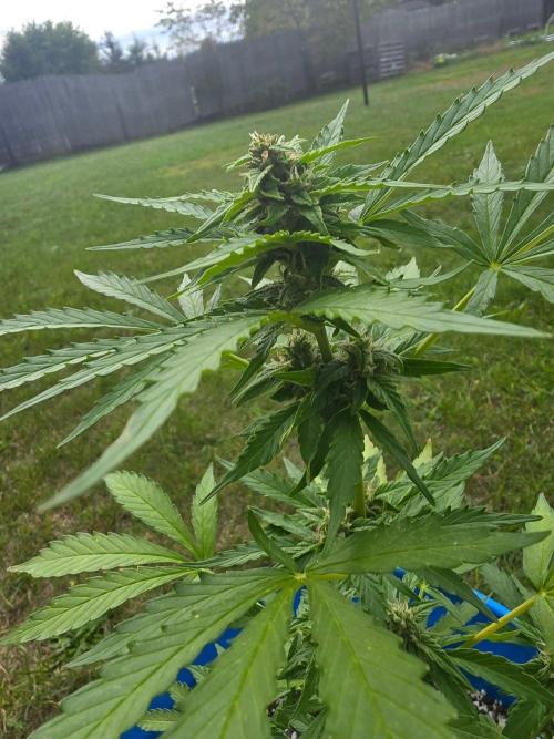 Mango sherbet auto. Week 8
