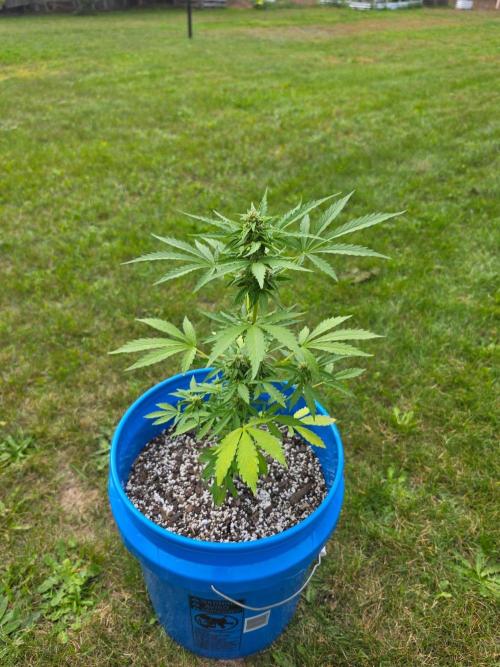Mango sherbet auto. Week 8