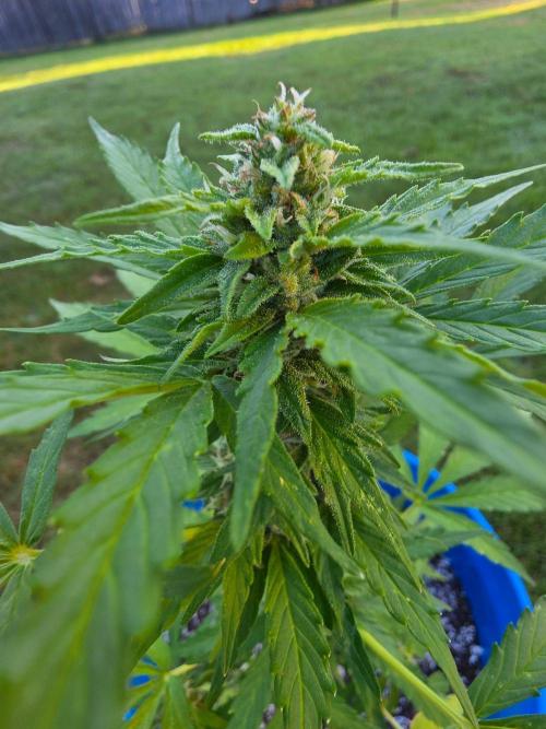 Mango sherbet auto. Week 8