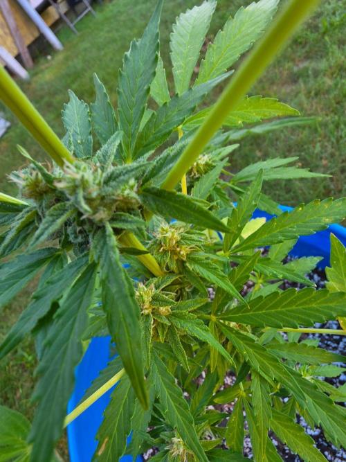 Mango sherbet auto. Week 8