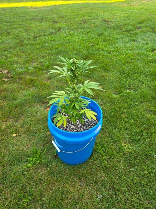 Mango sherbet auto. Week 8