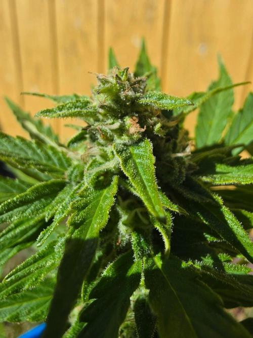 Mango sherbet auto. Week 8