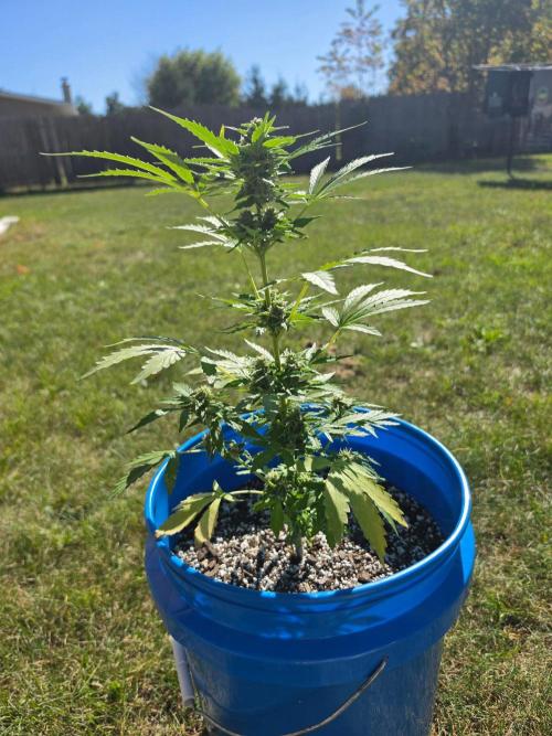 Mango sherbet auto. Week 8