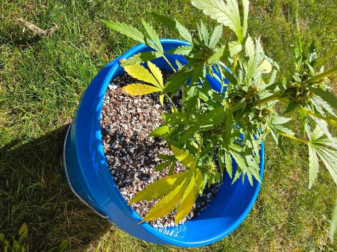 Mango sherbet auto. Week 8