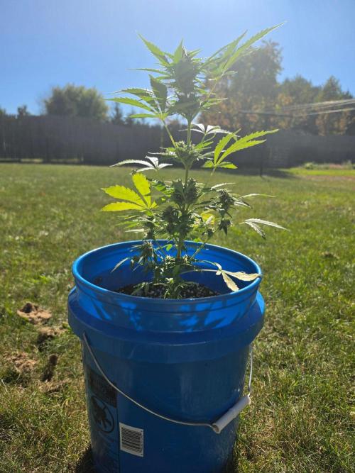Mango sherbet auto. Week 9