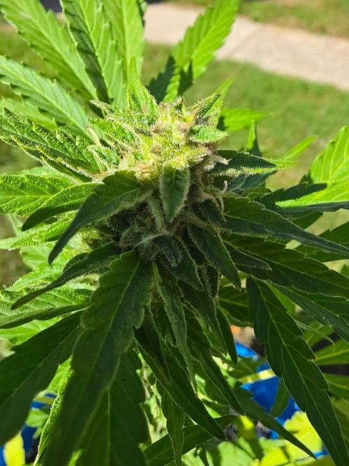 Mango sherbet auto. Week 9