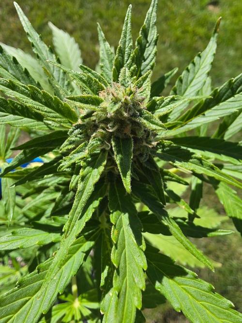 Mango sherbet auto. Week 9