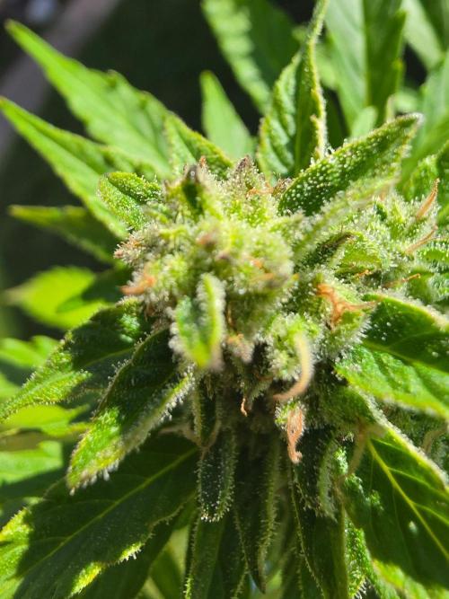 Mango sherbet auto. Week 9