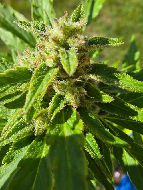 Mango sherbet auto. Week 9