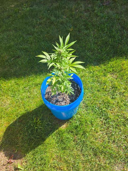 Mango sherbet auto. Week 9