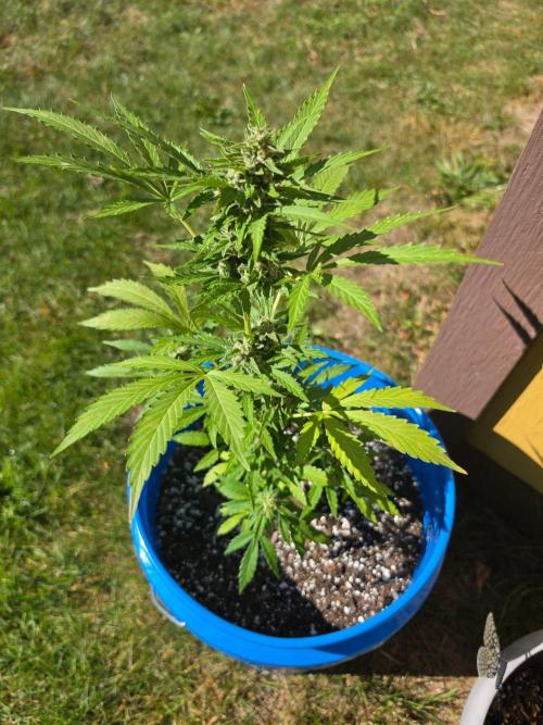 Mango sherbet auto. Week 9