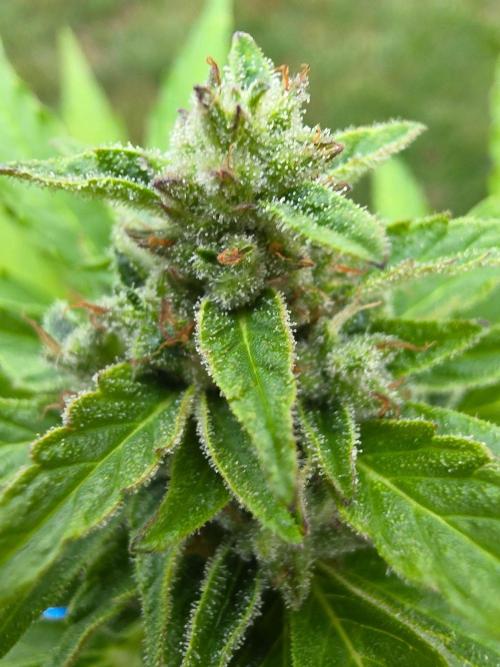 Mango sherbet auto. Week 9