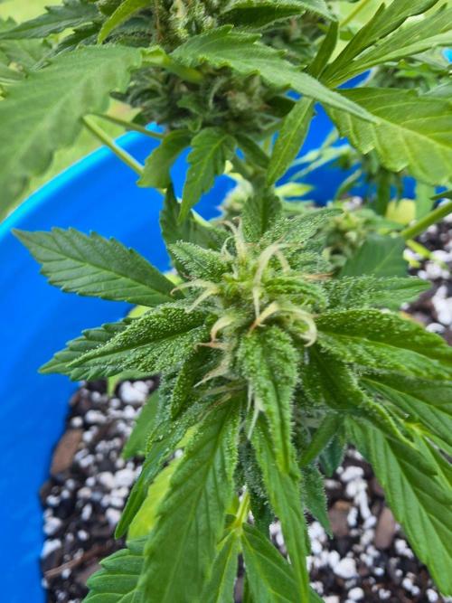 Mango sherbet auto. Week 9