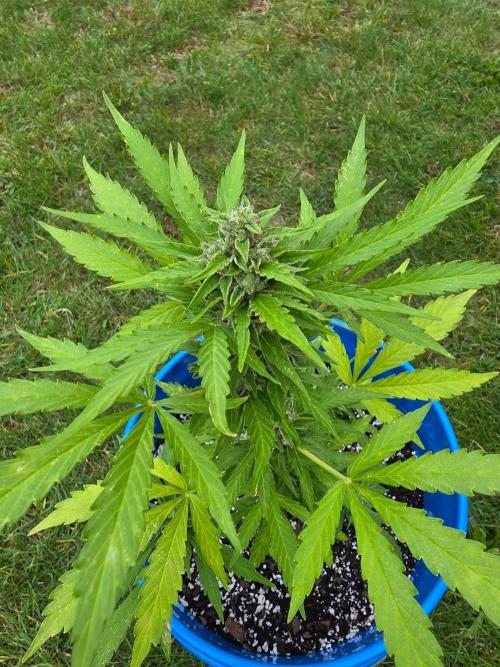 Mango sherbet auto. Week 9